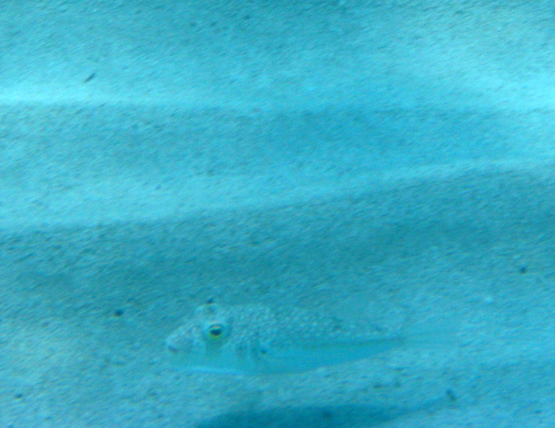 Torquigener flavimaculosus